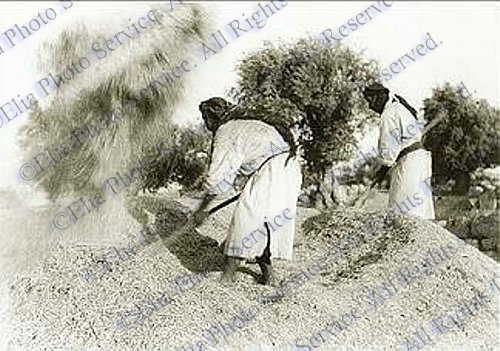 Harvest Time 1936